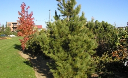 Pinus cembra- Swiss stone pine - Pinus cembra