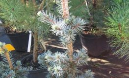 Picea pungens 'Mecky' - Stech-Fichte ; Blaufichte - Picea pungens 'Mecky'