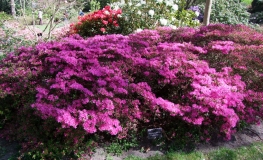 Hatsugiri - Japanese Azalea - Hatsugiri - Rhododendron