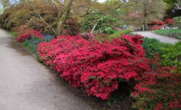 Hino-crimson - Japanese Azalea - Hino-crimson - Rhododendron