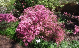 Hinomayo - Japanese Azalea - Hinomayo - Rhododendron  (obtusum group)