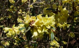 Yellow Hammer - Japanese Azalea - Yellow Hammer - Rhododendron