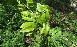 Pterocarya fraxinifolia - Caucasian wingnut - Pterocarya fraxinifolia