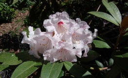 Rhododendron bureavii Robin - Rhododendron bureavii Robin