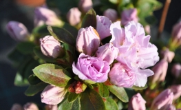 Elsie Lee - Japanese Azalea - Elsie Lee - Rhododendron