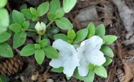 Panda - Japanese Azalea - Panda - Rhododendron  ; Azalea japonica