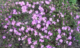 alpinum - Kyushu Azalea; Japanese Azalea - alpinum - Rhododendron; Azalea japonica; Azalea japonica Kiusianum