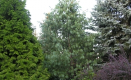 Pinus wallichiana -  Himalayan Blue Pine - Pinus wallichiana ;  Pinus griffithii