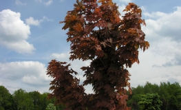 Acer platanoides 'Holata' - Norway maple - Acer platanoides 'Holata'