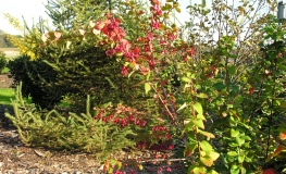 Berberis koreana 'Red Tears' -berberys koreański - Berberis koreana 'Red Tears'