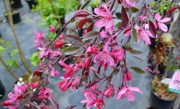 Malus 'Royal Beauty' - Crabapple ; ornamental apple - Malus 'Royal Beauty'