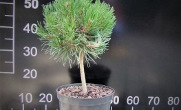 Pinus mugo 'Hesse' - Mountain pine - Pinus mugo 'Hesse'