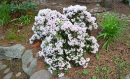 Gigi - Japanese azalea - Gigi - Rhododendron ; azalea