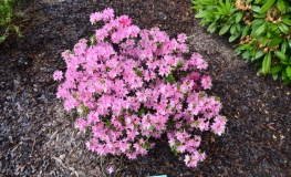 Janny - Japanese azalea - Janny - Rhododendron