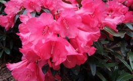 Parsifal- Rhododendron hybrid - Parsifal - Rhododendron hybridum