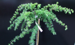 Larix kaempferi 'Stiff Weeper' - Japanese Larch - Larix kaempferi 'Stiff Weeper'