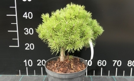 Pinus mugo 'Winzig' - Mountain pine - Pinus mugo 'Winzig'