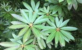 Rhododendron pachysanthum - Rhododendron pachysanthum