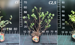 Lonicera kamtschatica 'Borealis K3'- Blue honeysuckle ;  Haskap - Lonicera kamtschatica Borealis'