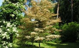 Acer pseudoplatanus 'Reymont' - Sycamore Maple - Acer pseudoplatanus 'Reymont'