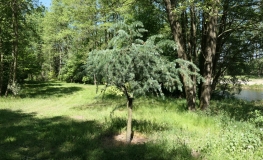 Larix kaempferi 'Blue Rabbit' - Japanese Larch - Larix kaempferi 'Blue Rabbit'