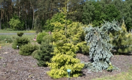 Picea orientalis 'Skylands' - Kaukasus-Fichte - Picea orientalis 'Skylands'