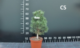 Pinus mugo 'Columbo' - Mountain pine - Pinus mugo 'Columbo'