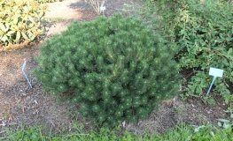 Pinus mugo 'Mini Mops' - mountain pine - Pinus mugo 'Mini Mops'