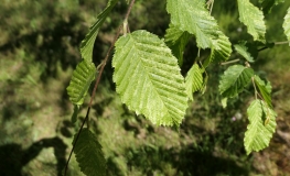 Carpinus betulus Foliis Argenteomarginata  - European Hornbeam ; Common Hornbeam - Carpinus betulus Foliis Argenteomarginata