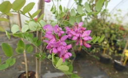 Robinia pseudoacacia Purple Robe - Black Locust; false acacia - Robinia pseudoacacia Purple Robe