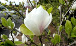 x soulangeana 'Alba Superba' - Tulpen-Magnolie - Magnolia x soulangeana 'Alba Superba'