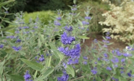 Caryopteris x clandonensis  'Heavenly Blue' - barbula klandońska - Caryopteris x clandonensis  'Heavenly Blue '