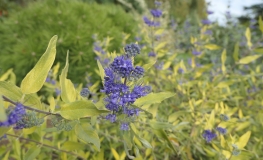 Caryopteris x clandonensis  'Worchester Gold' - barbula klandońska - Caryopteris x clandonensis  'Worchester Gold'