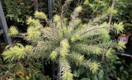 Larix kaempferi 'Magic Gold' - Japanese Larch - Larix kaempferi 'Magic Gold'