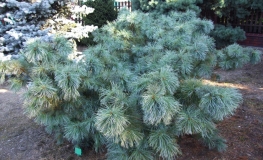 Pinus pumila 'Glauca' - Dwarf Siberian pine ; Japanese stone pine - Pinus pumila 'Glauca'