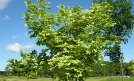 Acer platanoides 'Drumondii' - Norway maple - Acer platanoides 'Drumondii'