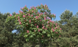 Aesculus  xcarnea 'Briotii' - Red horse-chestnut - Aesculus  xcarnea 'Briotii'  ; Aesculus hippocastanum  x Aesculus pavia ; Aesculus rubicunda