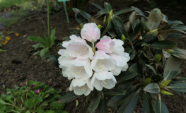 Golfer - Rhododendron yakushimanum - Golfer - Rhododendron yakushimanum