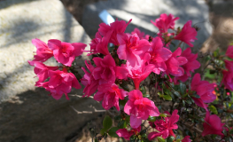 Gislinde - Japanese azalea - Gislinde - Rhododendron