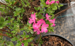 Maiogi - Japanese azalea - Maiogi - Rhododendron