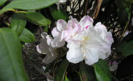 Rhododendron yakushimanum x adenopodum - Rhododendron yakushimanum x adenopodum