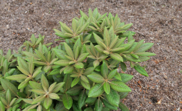 Rhododendron yakushimanum x campanulatum - Rhododendron yakushimanum x campanulatum