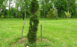 Pinus nigra 'Green Tower' - Austrian Pine - Pinus nigra 'Green Tower'