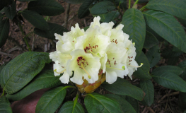 Rhododendron wightii - Wight's Rhododendron - Rhododendron wightii