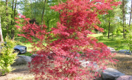 Acer palmatum 'Beni-komachi'- Japanese maple - Acer palmatum Beni-komachi