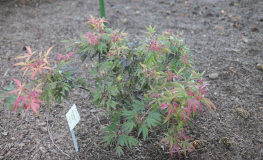 Acer palmatum 'Shaina'  - Japanese maple - Acer palmatum 'Shaina'