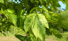 Acer pseudoplatanus 'Leopoldii' - Sycamore Maple - Acer pseudoplatanus 'Leopoldii'