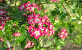 Crataegus laevigata ‘Crimson Cloud’ - głóg dwuszyjkowy - Crataegus laevigata ‘Crimson Cloud'