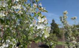 Malus 'Fontana'' - Crab apple ; ornamental apple - Malus 'Fontana'