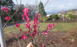 Prunus mume  BENI-CHI-DORI - Chinese plum ; Japanese apricot - Prunus mume  BENI-CHI-DORI